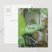 テンプルビパー ポストカード (正面/裏面)