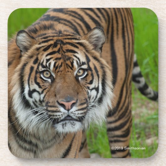 テンプレート コースター (正面)