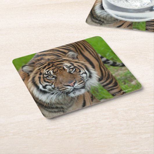 テンプレート スクエアペーパーコースター (アングル)