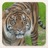 テンプレート スクエアペーパーコースター (正面)