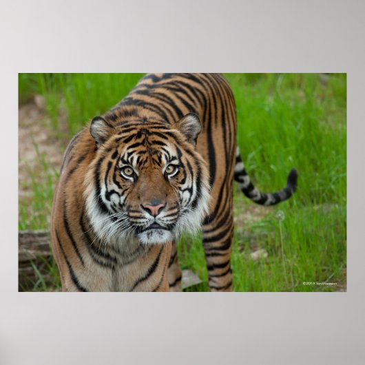 テンプレート ポスター (正面)