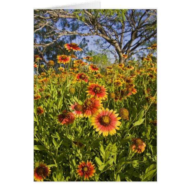 テンホウギク（Gaillardia pulchella）野花 (正面)