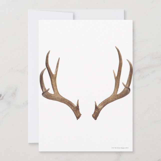 テンポイントディアー (正面)