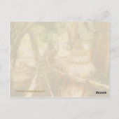 テンレルビレッジ ポストカード (裏面)