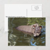 テーピル（Tapirus terrestris） ポストカード (正面/裏面)