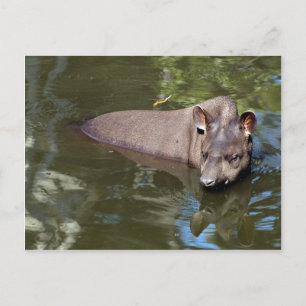 テーピル（Tapirus terrestris） ポストカード