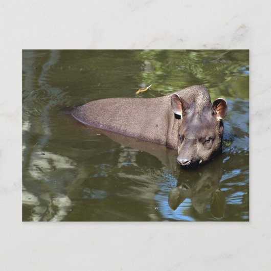テーピル（Tapirus terrestris） ポストカード (正面)