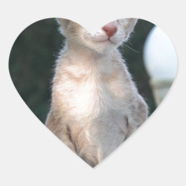 テーブルに座るシャムネコの子 ハートシール