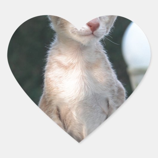 テーブルに座るシャムネコの子 ハートシール (正面)