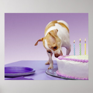 (テーブルのチワワの)食べ物のお誕生日ケーキの後をつけて下さい ポスター