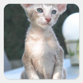 テーブルの上のシャム猫 スクエアシール