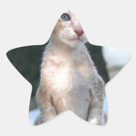 テーブルの上のシャム猫 星シール