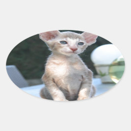 テーブルの上のシャム猫 楕円形シール