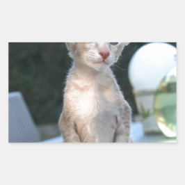 テーブルの上のシャム猫 長方形シール
