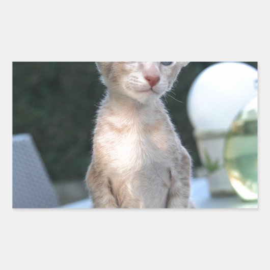 テーブルの上のシャム猫 長方形シール (正面)