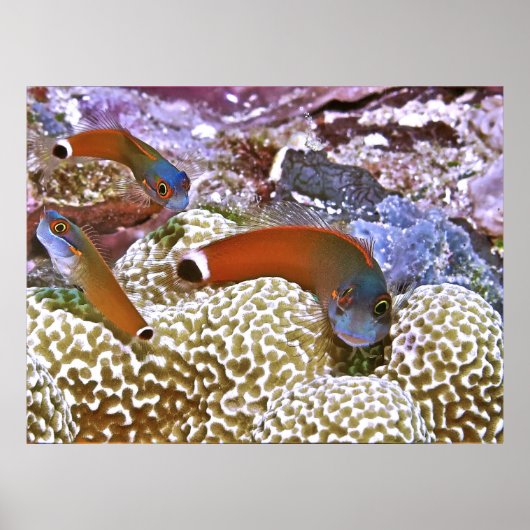 テールスポットのビレンニーのトリオ ポスター (正面)