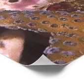 テールスポットブレニー ポスター (角)