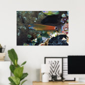 テールスポットブレニー ポスター (ホームオフィス)