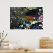 テールスポットブレニー ポスター (キッチン)