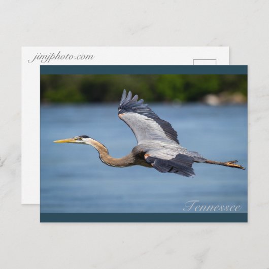 テ素晴らしネシー川飛んでいるのブルーヘロン ポストカード (正面/裏面)