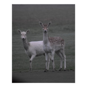 デアーズ ポスター