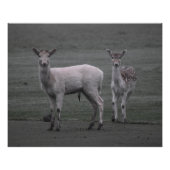 デアーズ ポスター (正面)