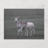 デアーズ ポストカード (正面)