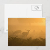 デアーズ ポストカード (正面/裏面)