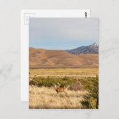 ディアオンザプレインズコロラド素晴らしサンドデュネス ポストカード (正面/裏面)