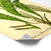 ディアシダ(Blechnum spicant) ポスター (角)