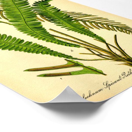 ディアシダ(Blechnum spicant) ポスター (角)