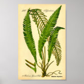 ディアシダ(Blechnum spicant) ポスター (正面)