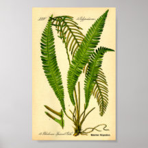 ディアシダ(Blechnum spicant)