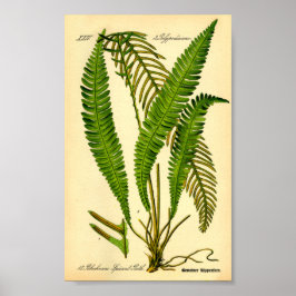 ディアシダ(Blechnum spicant) ポスター