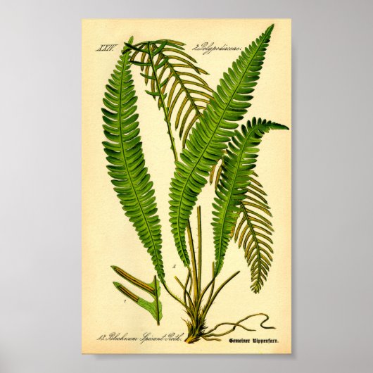 ディアシダ(Blechnum spicant) ポスター (正面)
