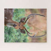 ディアスタッグ〔雄ジカの〕枝角ウッドランドワイルドライフ ジグソーパズル (横)