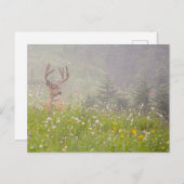 ディアバック |山ライニエ国立公園 ポストカード (正面/裏面)