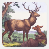 ディアファミリーヴィンテージスクエアステッカー スクエアシール (正面)