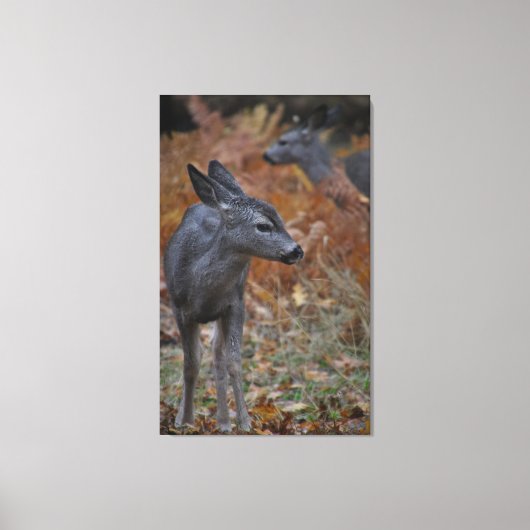 ディアファミリー – ベビー キャンバスプリント (正面)