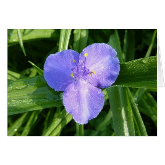 ディウィトリリウム春ワイルドフラワー (正面横)