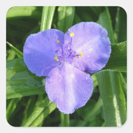 ディウィトリリウム春ワイルドフラワー スクエアシール (正面)