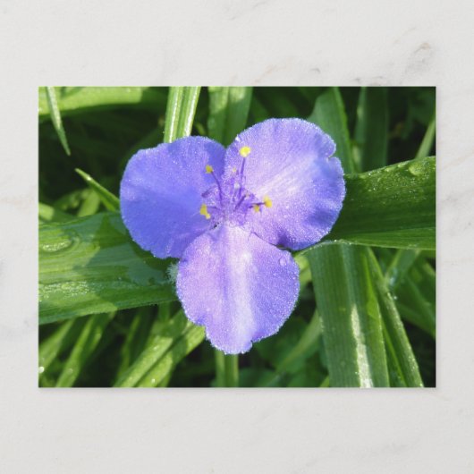 ディウィトリリウム春ワイルドフラワー ポストカード (正面)