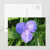 ディウィトリリウム春ワイルドフラワー ポストカード (正面/裏面)