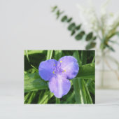 ディウィトリリウム春ワイルドフラワー ポストカード (スタンド正面)