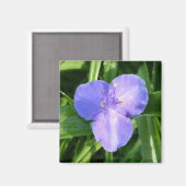 ディウィトリリウム春ワイルドフラワー マグネット (正面/裏面)