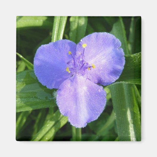 ディウィトリリウム春ワイルドフラワー マグネット (正面)