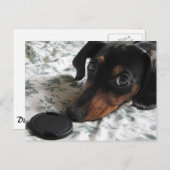 ディガーがポーズをとる ポストカード (正面/裏面)