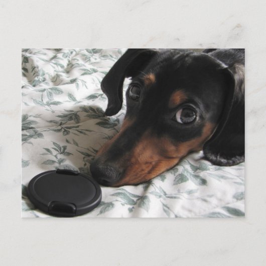 ディガーがポーズをとる ポストカード (正面)