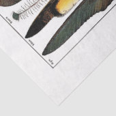 ディクシフランスのョナルプレートティッシュペーパー – 鉛直 薄葉紙 (詳細)