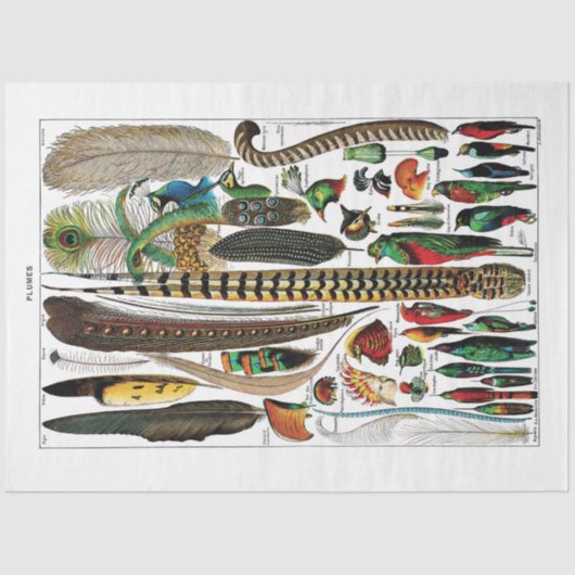 ディクシフランスのョナルプレートティッシュペーパー – 鉛直 薄葉紙 (正面)